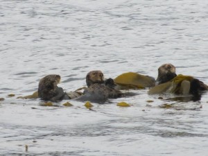 Sea Otters in Ketchikan