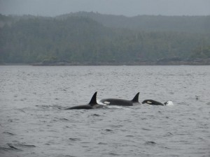 Orca Whales in Ketchikan