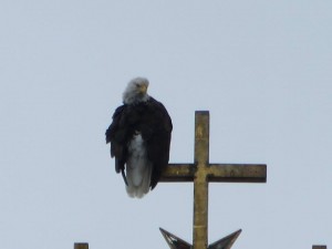 Bald Eagle in Sitka